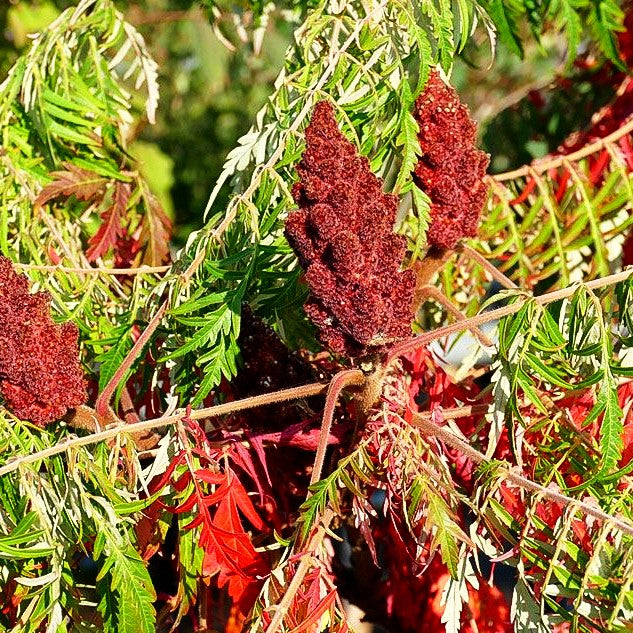 Geschlitzter Essigbaum 'Dissecta' (Rhus typhina)