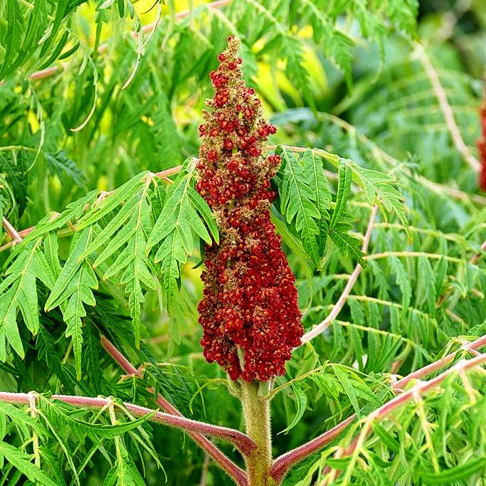 Geschlitzter Essigbaum 'Dissecta' (Rhus typhina)