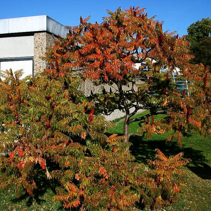 Geschlitzter Essigbaum 'Dissecta' (Rhus typhina)