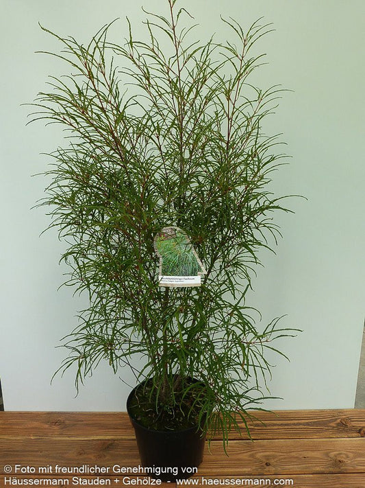 Geschlitzter Faulbaum 'Asplenifolia' (Rhamnus frangula)