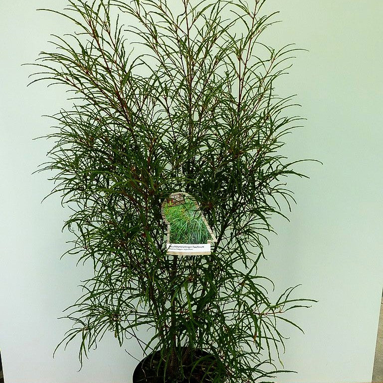 Geschlitzter Faulbaum 'Asplenifolia' (Rhamnus frangula)