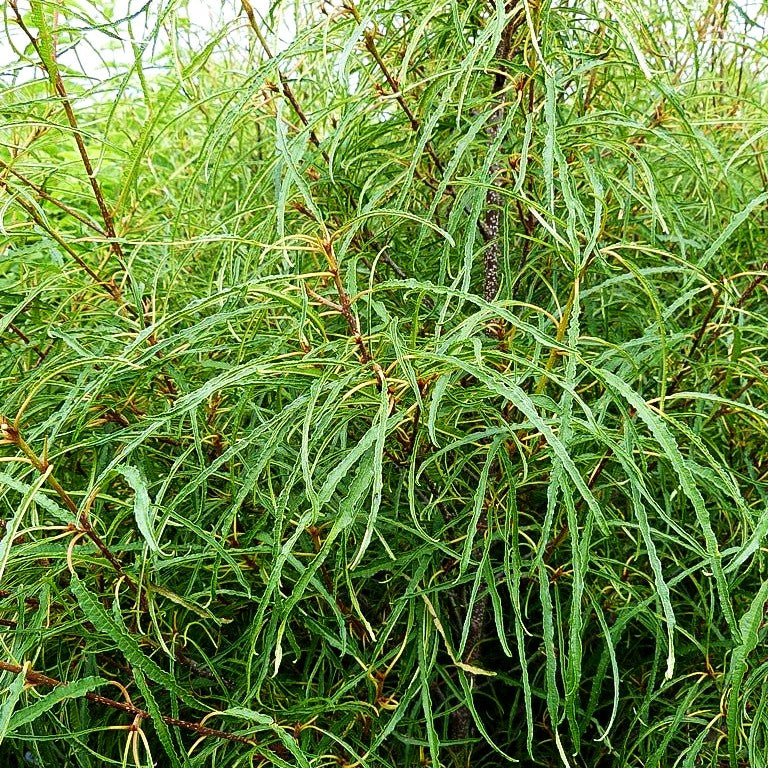 Geschlitzter Faulbaum 'Asplenifolia' (Rhamnus frangula)