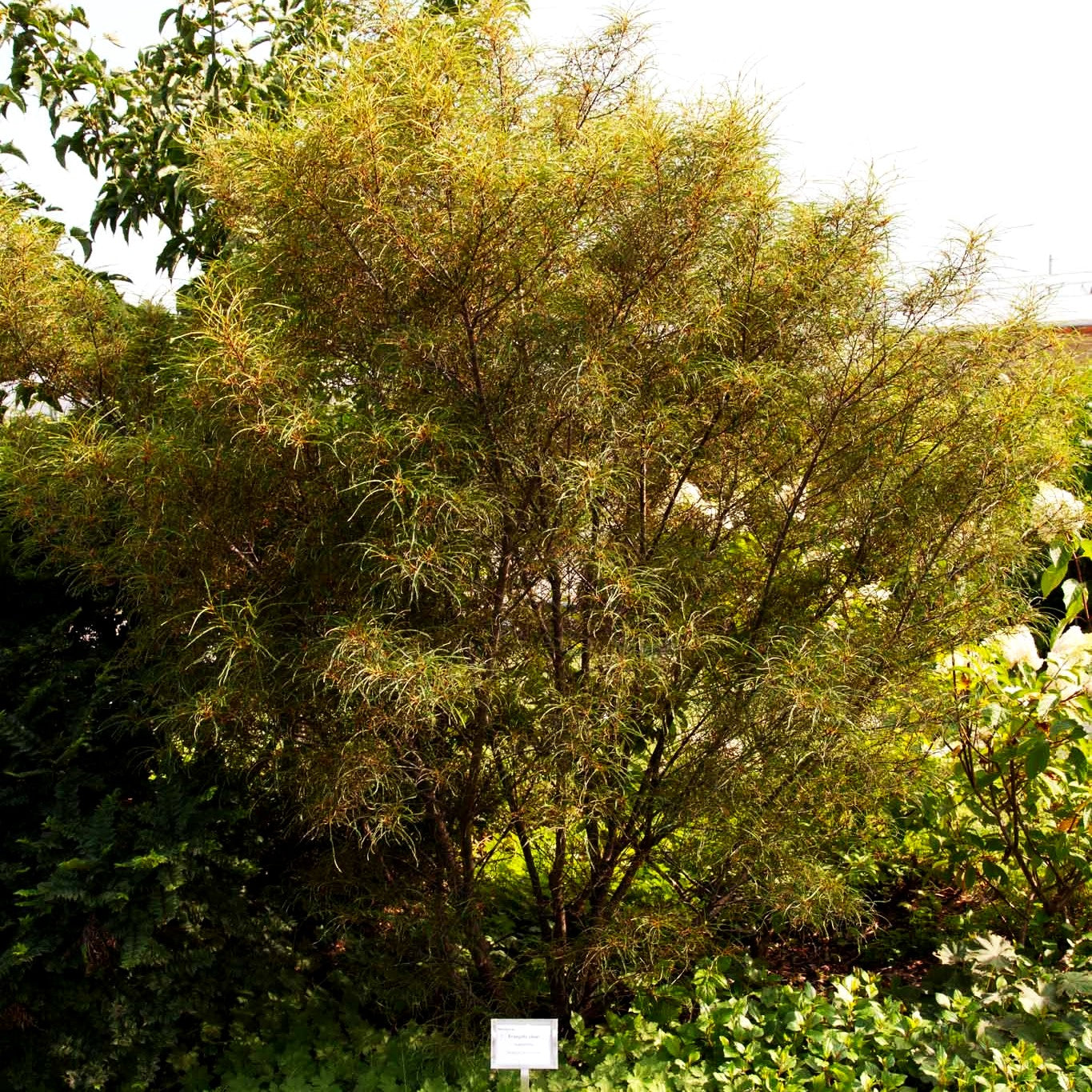 Geschlitzter Faulbaum 'Asplenifolia' (Rhamnus frangula)