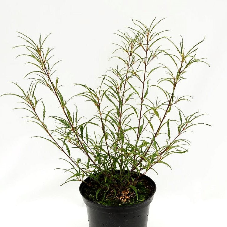Geschlitzter Faulbaum 'Asplenifolia' (Rhamnus frangula)