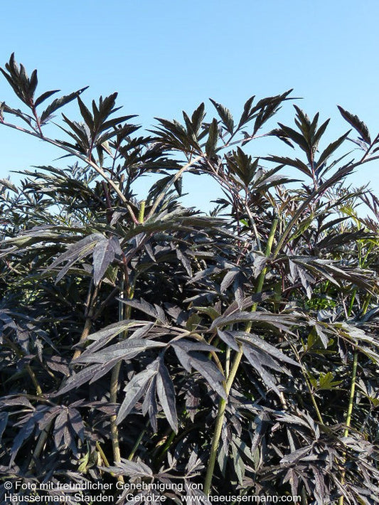 Geschlitzter schwarzrotblättriger Holunder 'Black Lace' (Sambucus nigra)