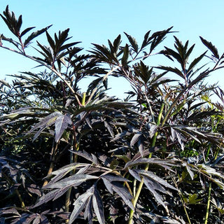 Geschlitzter schwarzrotblättriger Holunder 'Black Lace' (Sambucus nigra)