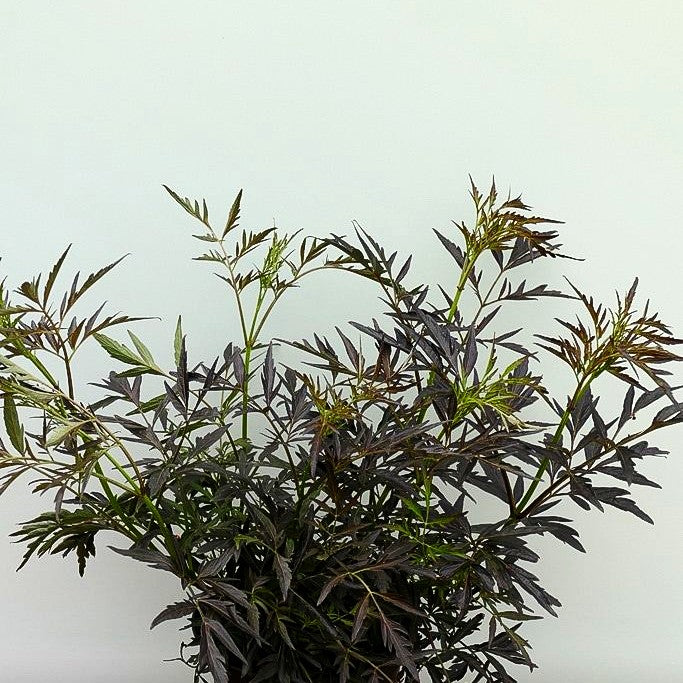Geschlitzter schwarzrotblättriger Holunder 'Black Lace' (Sambucus nigra)