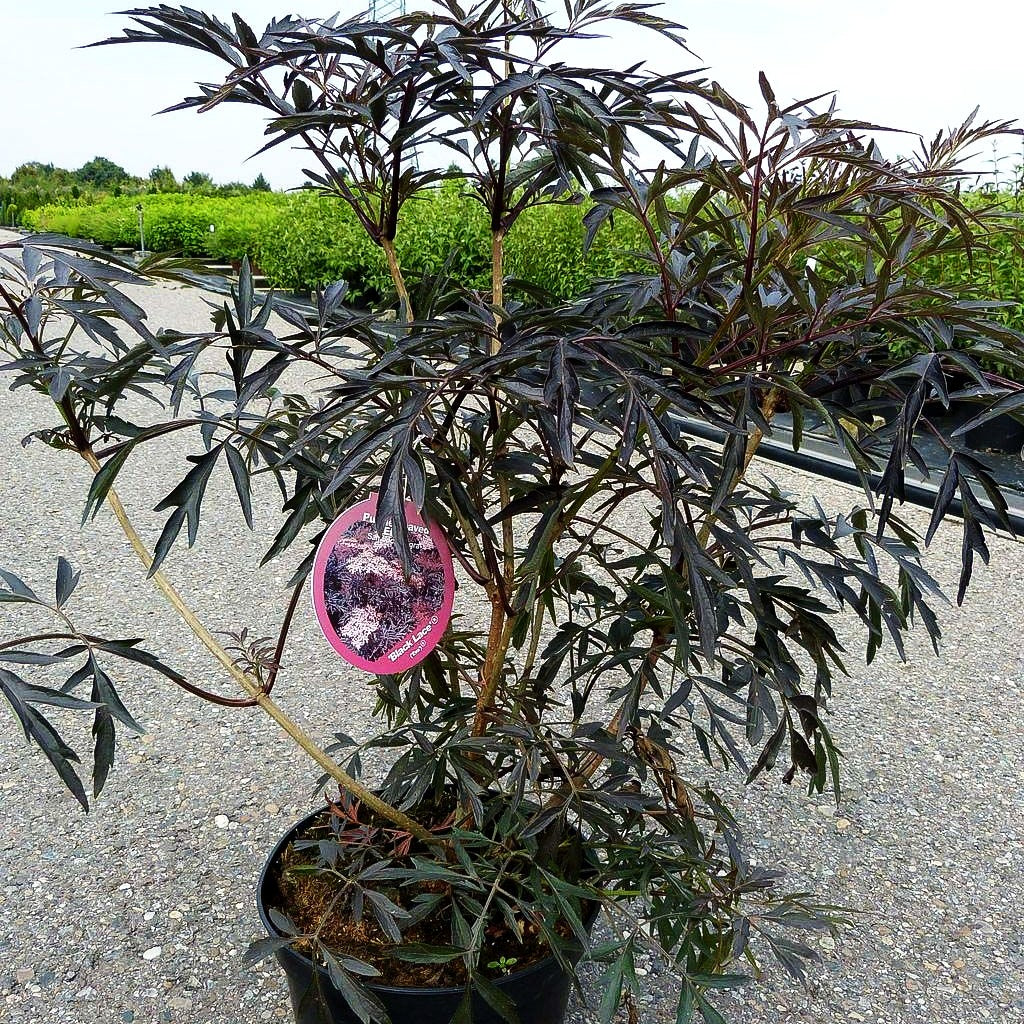 Geschlitzter schwarzrotblättriger Holunder 'Black Lace' (Sambucus nigra)