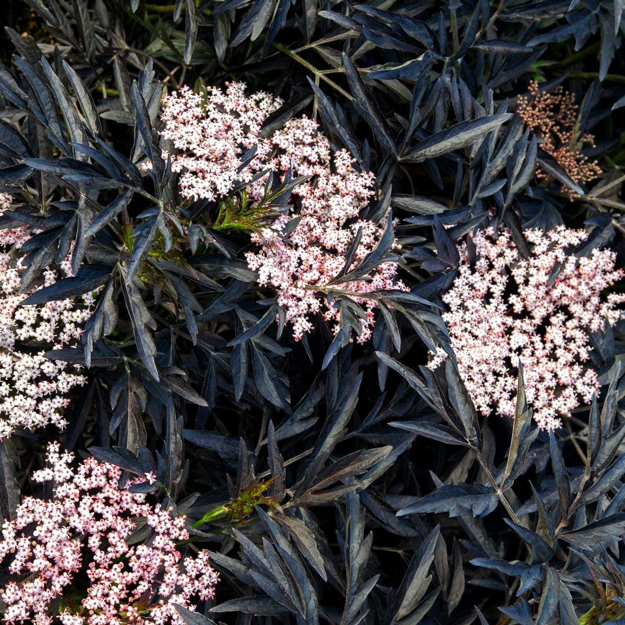 Geschlitzter schwarzrotblättriger Holunder 'Black Lace' (Sambucus nigra)