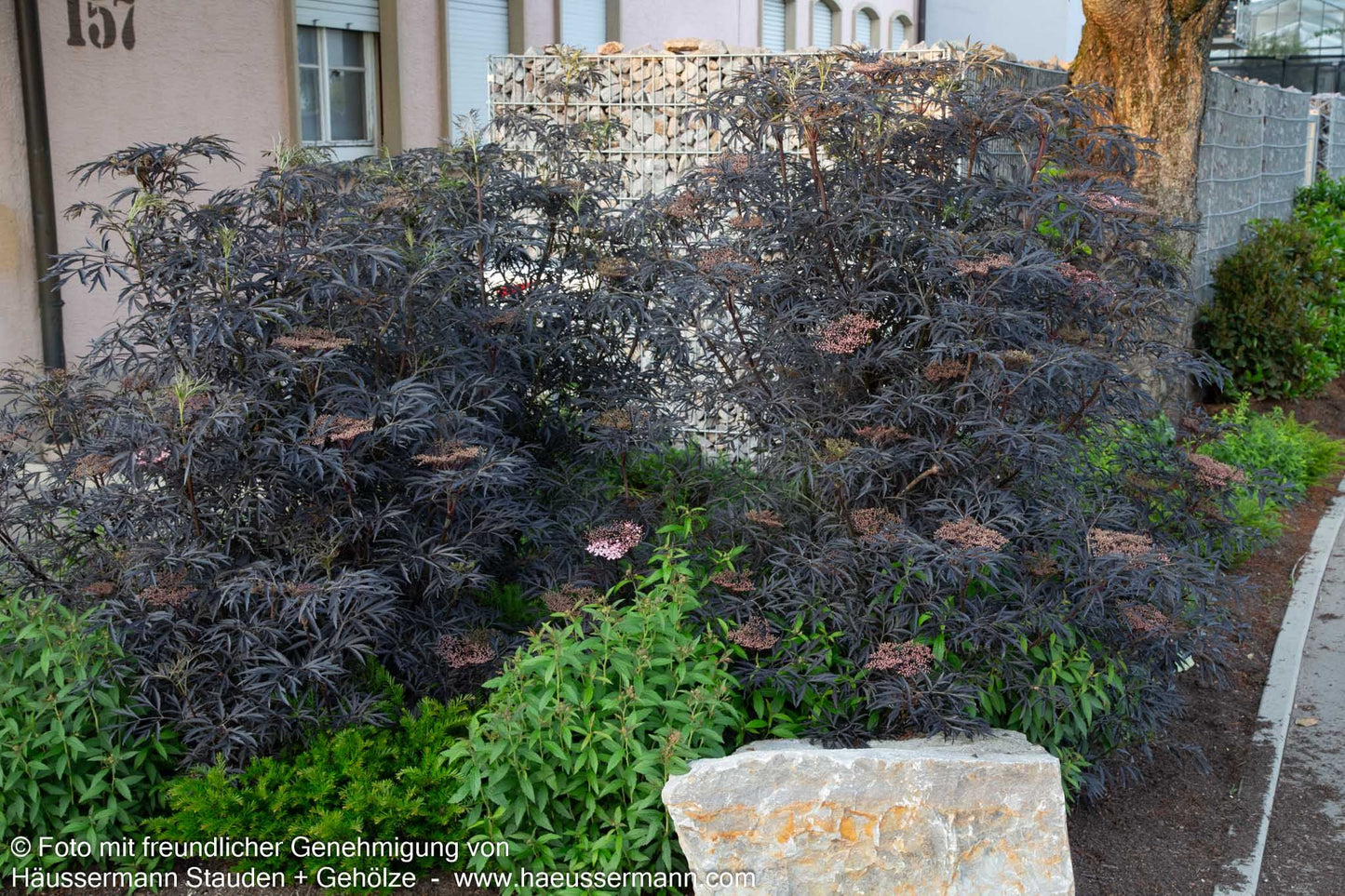 Geschlitzter schwarzrotblättriger Holunder 'Black Lace' (Sambucus nigra)