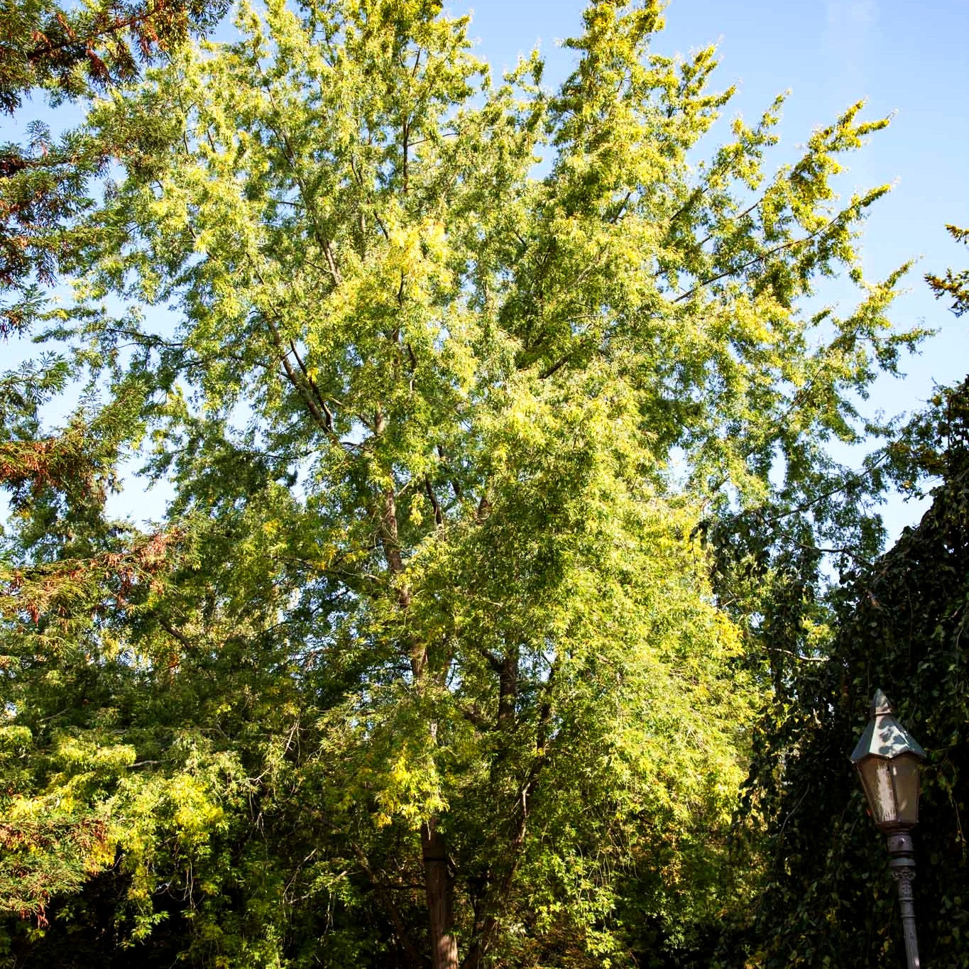Geschlitzter Silber-Ahorn 'Wieri' (Acer saccharinum)