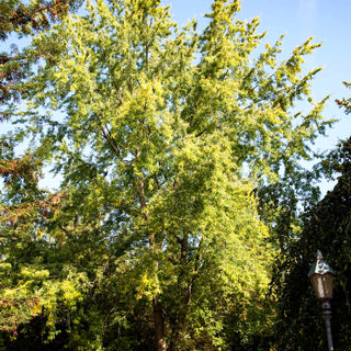 Geschlitzter Silber-Ahorn 'Wieri' (Acer saccharinum)