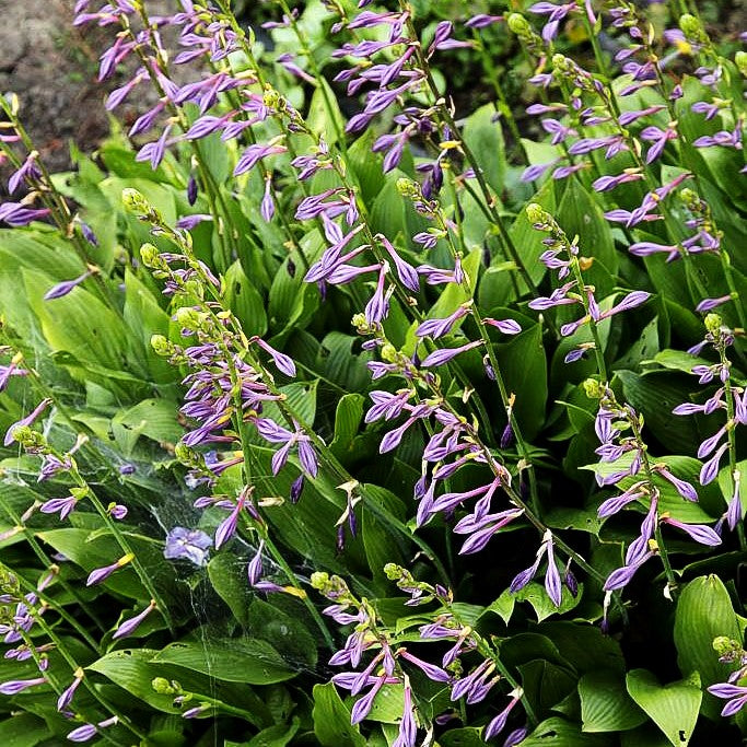 Geschlossenblühende Korea-Funkie (Hosta clausa var.clausa)
