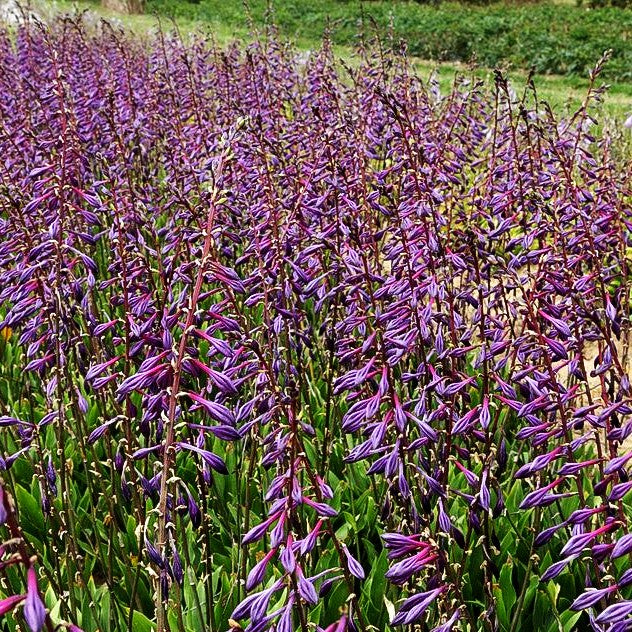 Geschlossenblühende Korea-Funkie (Hosta clausa var.clausa)