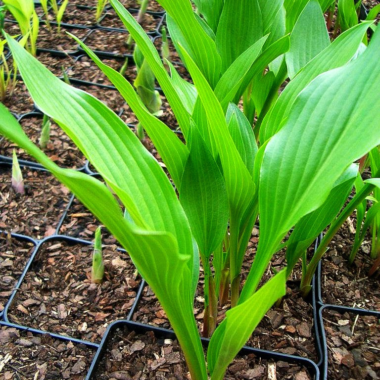 Geschlossenblühende Korea-Funkie (Hosta clausa var.clausa)