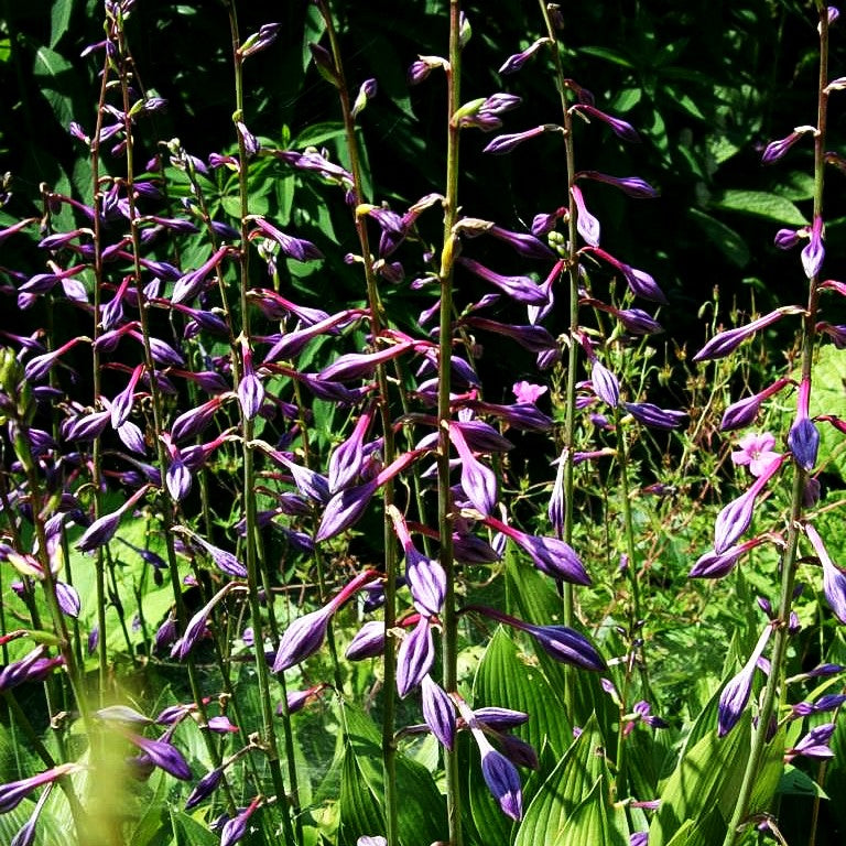Geschlossenblühende Korea-Funkie (Hosta clausa var.clausa)