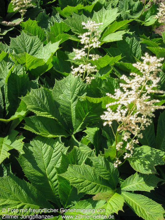 Gestieltblättriges Schaublatt 'Smaragd' (Rodgersia podophylla)