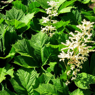 Gestieltblättriges Schaublatt 'Smaragd' (Rodgersia podophylla)