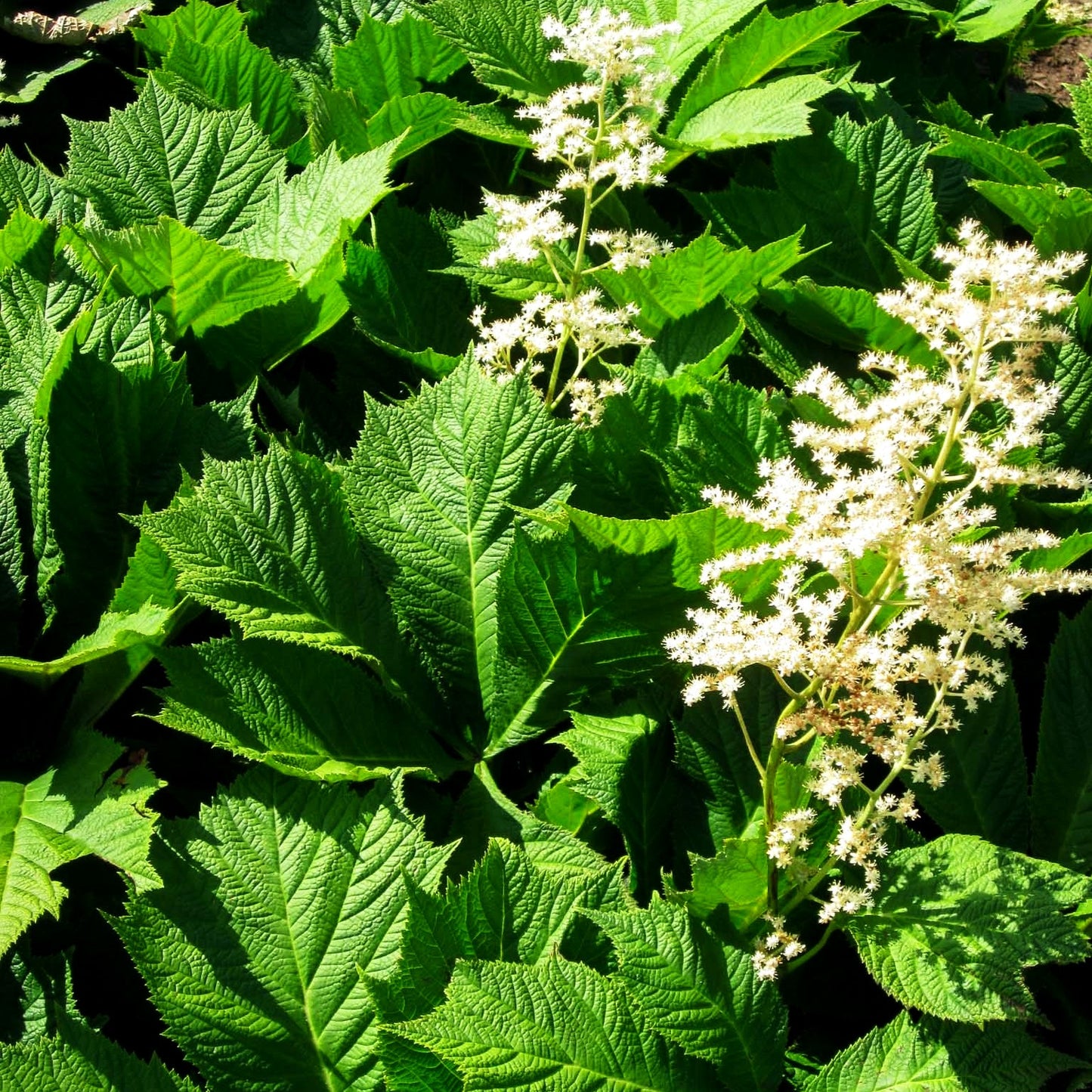 Gestieltblättriges Schaublatt 'Smaragd' (Rodgersia podophylla)