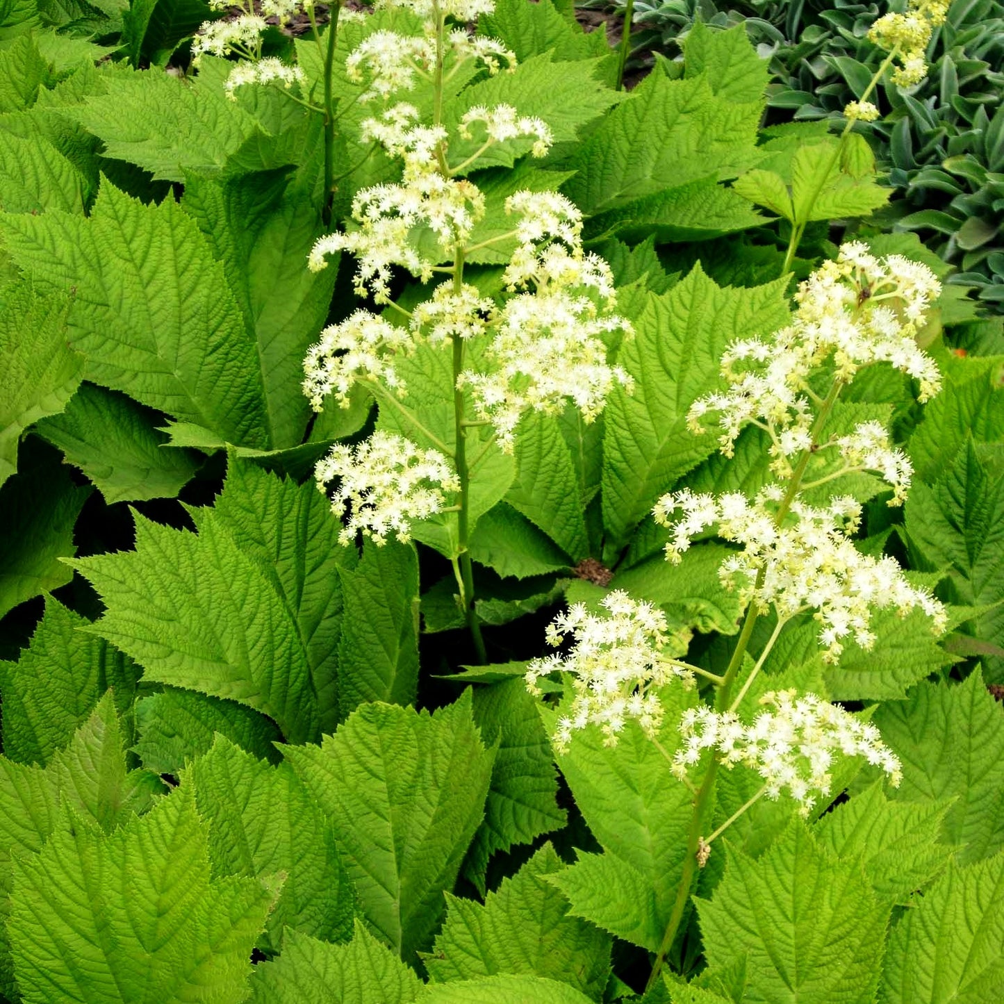 Gestieltblättriges Schaublatt 'Smaragd' (Rodgersia podophylla)