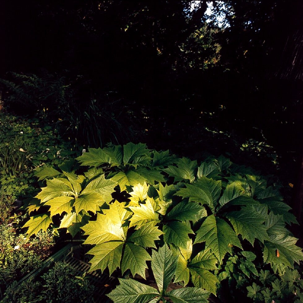 Gestieltblättriges Schaublatt 'Smaragd' (Rodgersia podophylla)