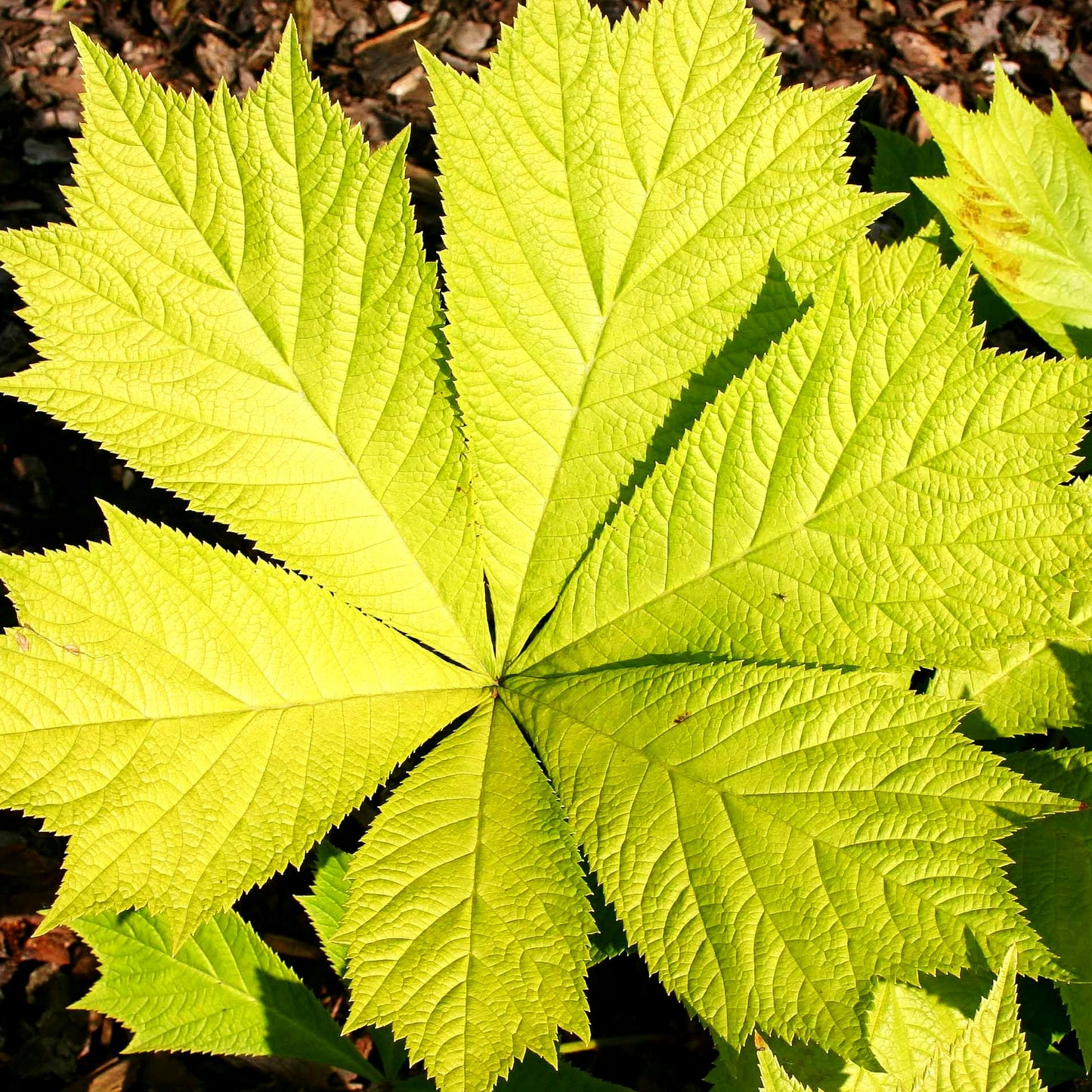 Gestieltblättriges Schaublatt 'Smaragd' (Rodgersia podophylla)