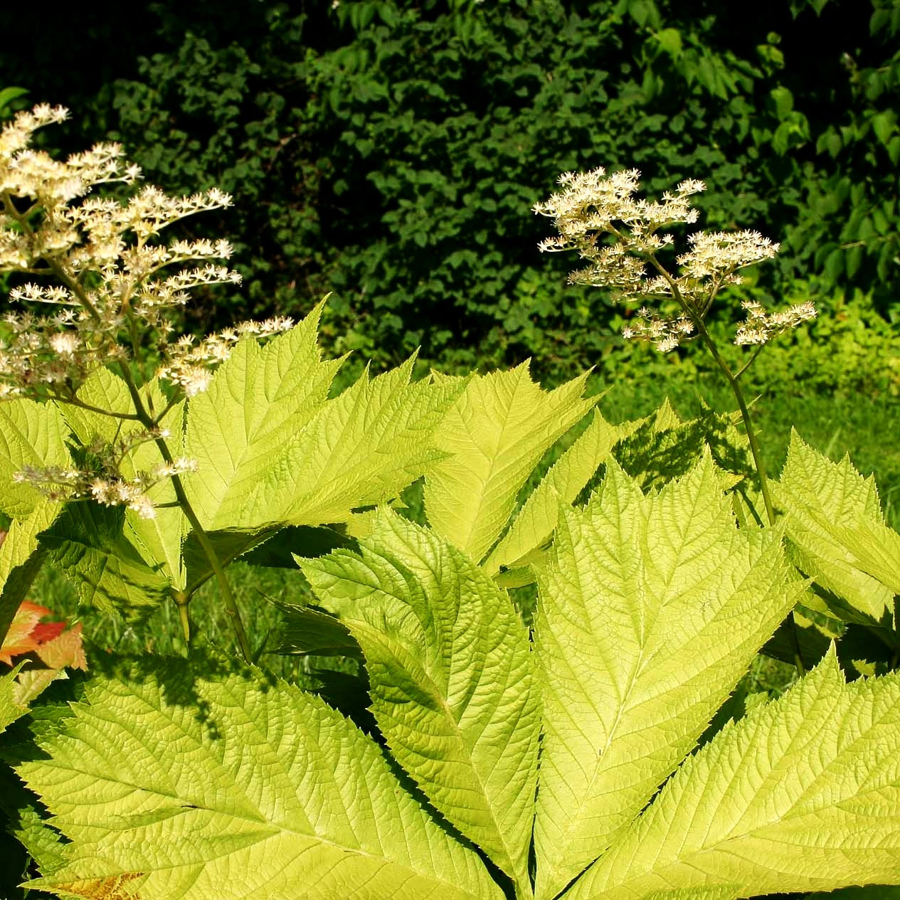 Gestieltblättriges Schaublatt 'Smaragd' (Rodgersia podophylla)