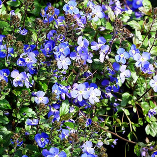 Gestielter Ehrenpreis 'Big Blue' (Veronica peduncularis)