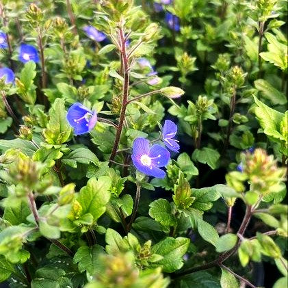 Gestielter Ehrenpreis 'Big Blue' (Veronica peduncularis)