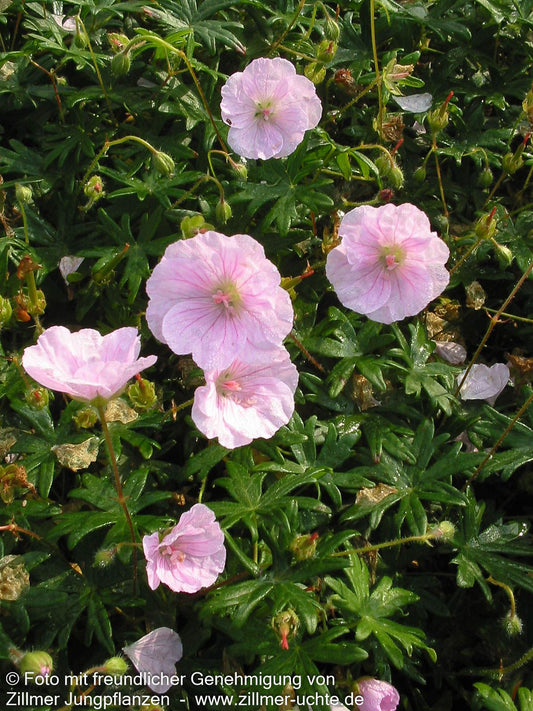 Gestreifter Blut-Storchschnabel (Geranium sanguineum var.striatum)