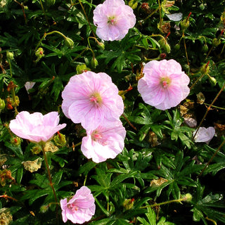 Gestreifter Blut-Storchschnabel (Geranium sanguineum var.striatum)