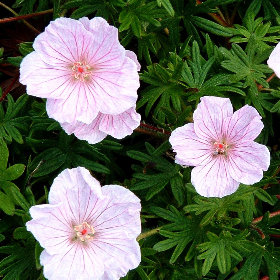 Gestreifter Blut-Storchschnabel (Geranium sanguineum var.striatum)