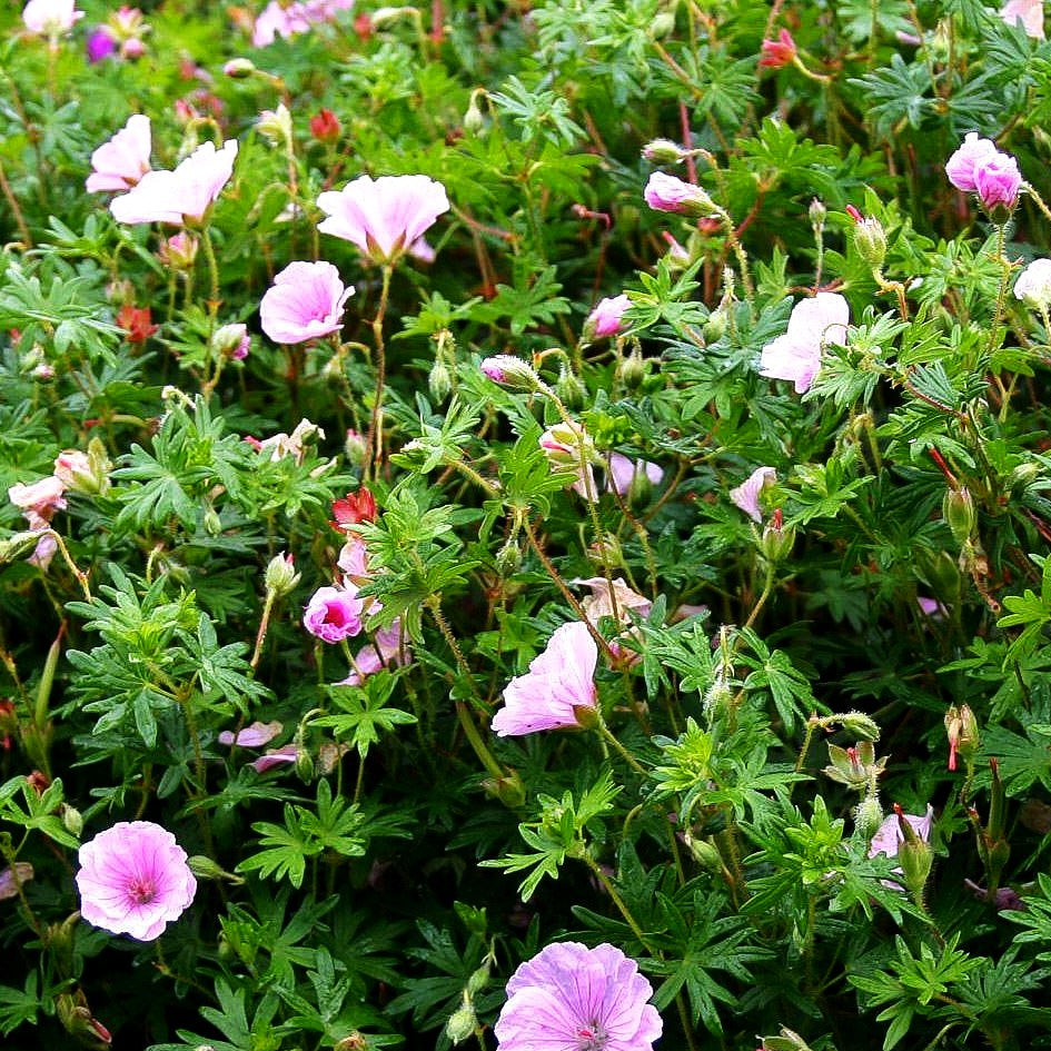 Gestreifter Blut-Storchschnabel (Geranium sanguineum var.striatum)