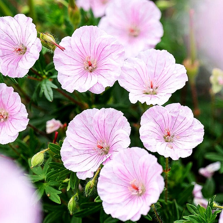 Gestreifter Blut-Storchschnabel (Geranium sanguineum var.striatum)