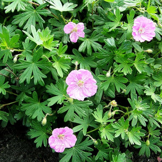 Gestreifter Storchschnabel 'Ankum's Pride' (Geranium sang.v.striatum)
