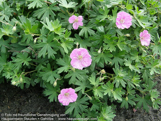 Gestreifter Storchschnabel 'Ankum's Pride' (Geranium sang.v.striatum)