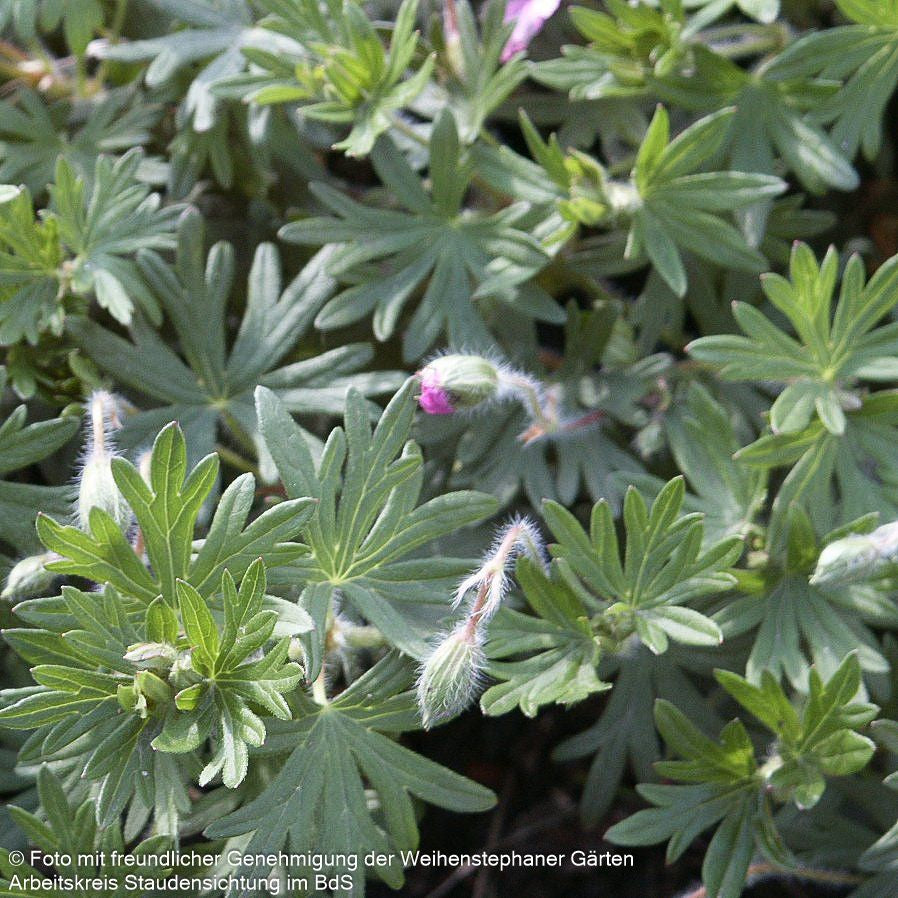 Gestreifter Storchschnabel 'Ankum's Pride' (Geranium sang.v.striatum)