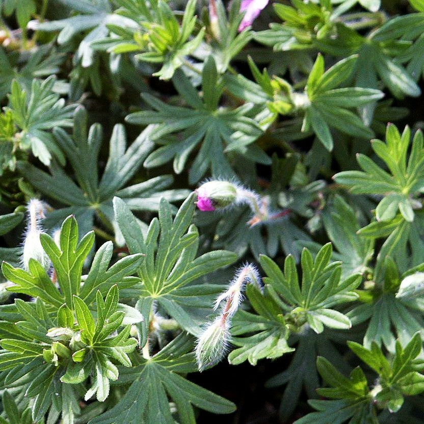 Gestreifter Storchschnabel 'Ankum's Pride' (Geranium sang.v.striatum)