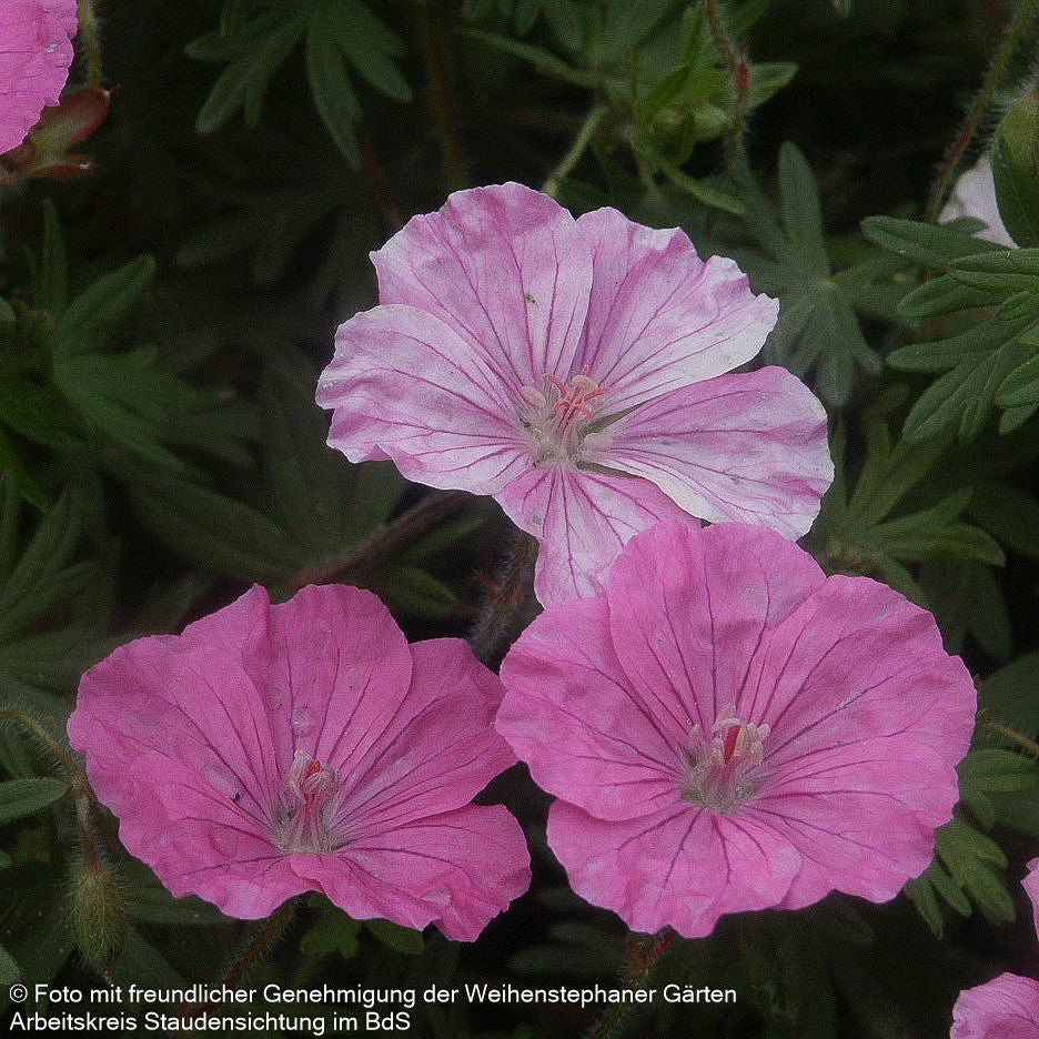 Gestreifter Storchschnabel 'Ankum's Pride' (Geranium sang.v.striatum)