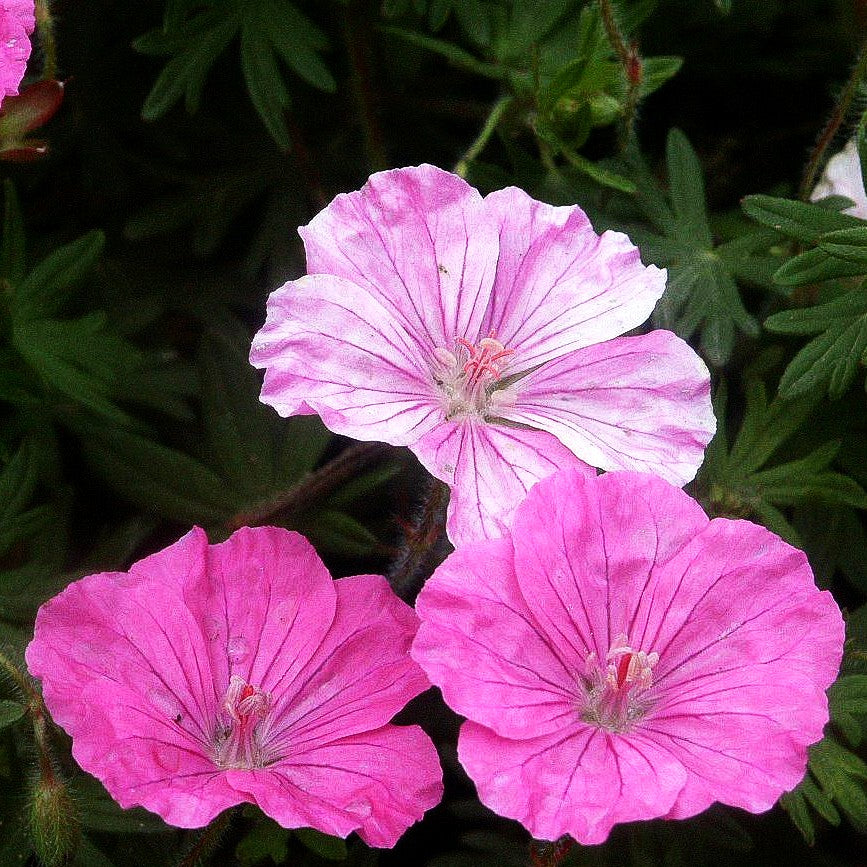 Gestreifter Storchschnabel 'Ankum's Pride' (Geranium sang.v.striatum)
