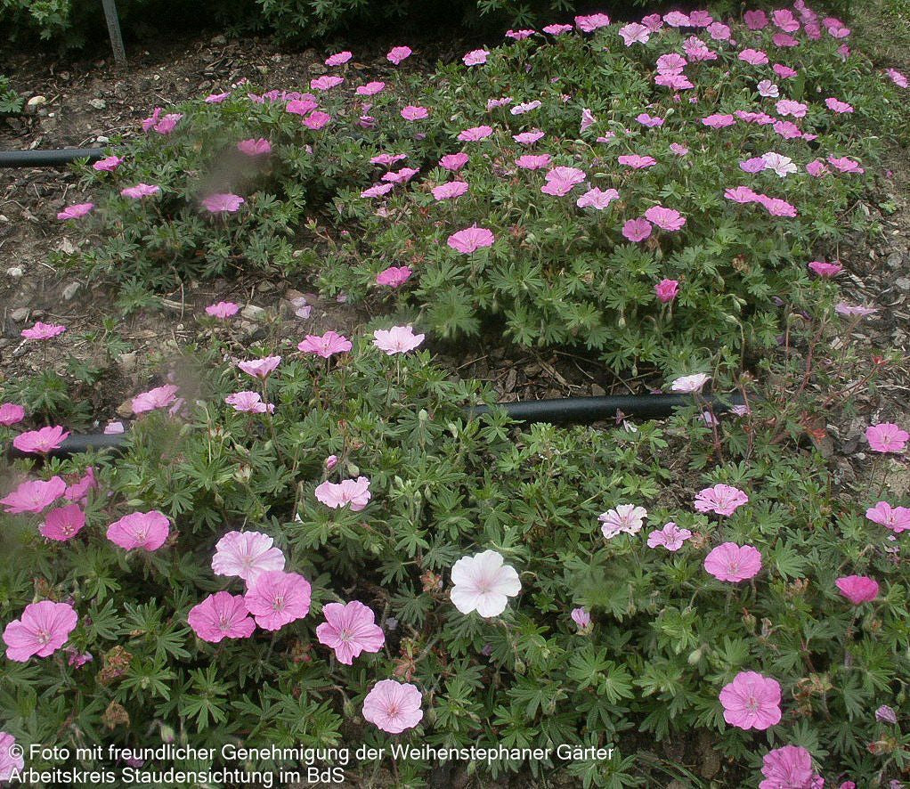 Gestreifter Storchschnabel 'Ankum's Pride' (Geranium sang.v.striatum)