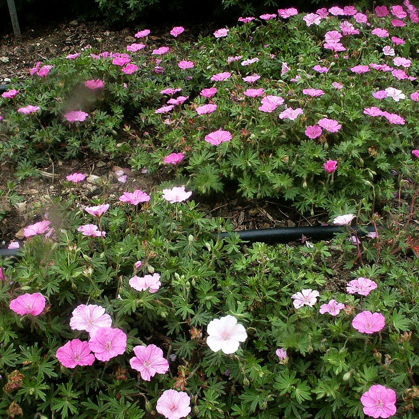 Gestreifter Storchschnabel 'Ankum's Pride' (Geranium sang.v.striatum)