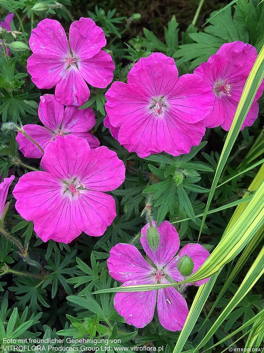Gestreifter Storchschnabel 'Ankum's Pride' (Geranium sang.v.striatum)