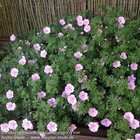 Gestreifter Storchschnabel 'Apfelblüte' (Geranium sang.v.striatum)