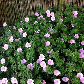 Gestreifter Storchschnabel 'Apfelblüte' (Geranium sang.v.striatum)