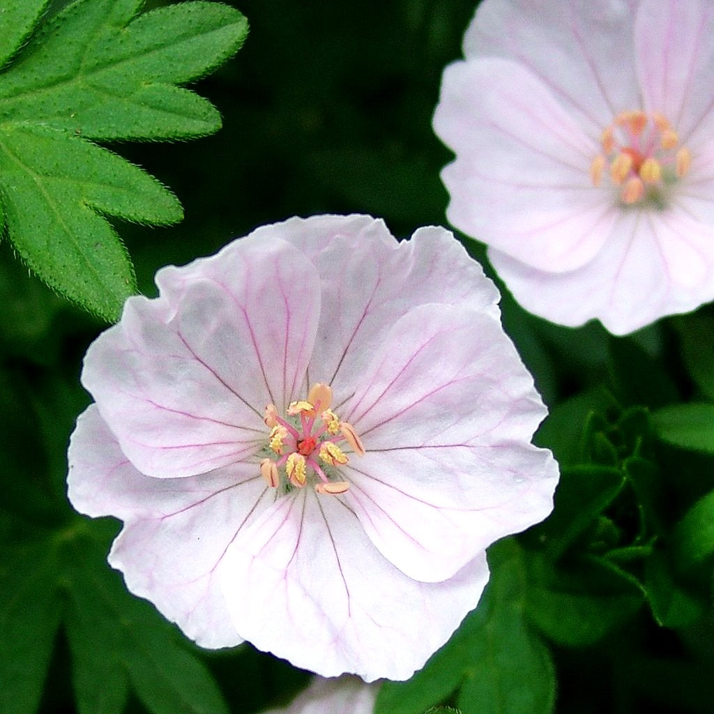 Gestreifter Storchschnabel 'Apfelblüte' (Geranium sang.v.striatum)
