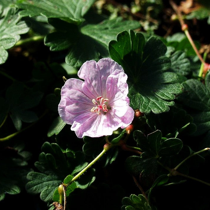 Gestreifter Storchschnabel 'Apfelblüte' (Geranium sang.v.striatum)
