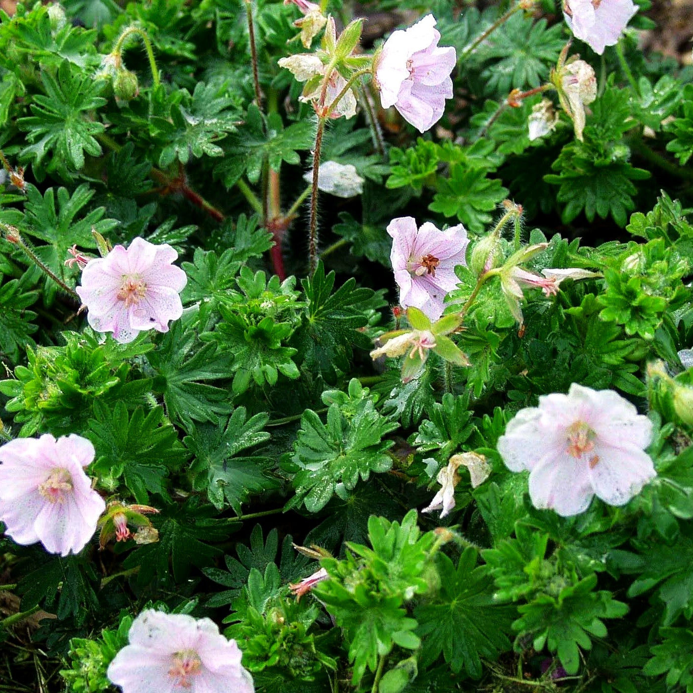 Gestreifter Storchschnabel 'Apfelblüte' (Geranium sang.v.striatum)