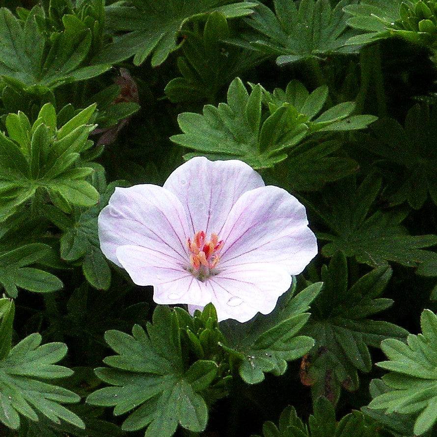 Gestreifter Storchschnabel 'Apfelblüte' (Geranium sang.v.striatum)