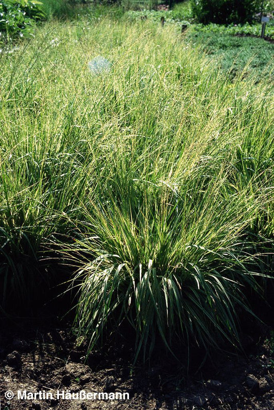 Gestreiftes Pfeifengras 'Variegata' (Molinia caerulea)